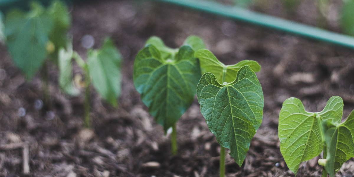 Broad beans growing